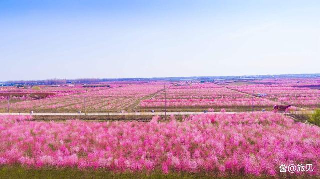 坐落在美丽的新沂河畔,虞姬故里花乡沭阳,是在沭阳县原有花卉苗木生产